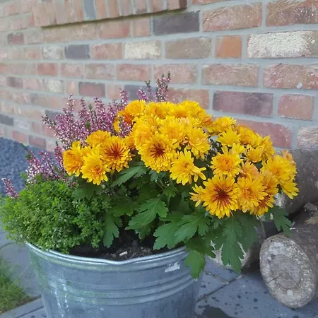 Emsduene * Oberlangen